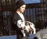 El Perrito de Joe Jonas